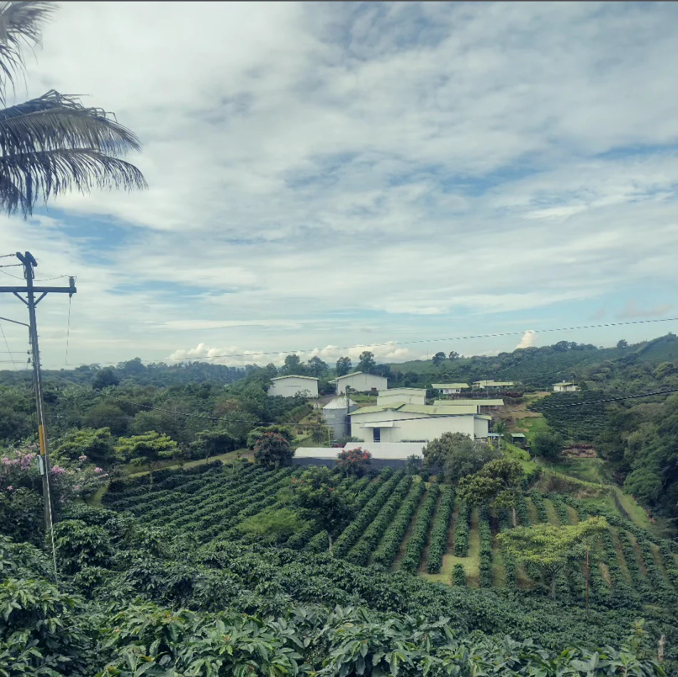 Costa Rica Zamorana - Image 2