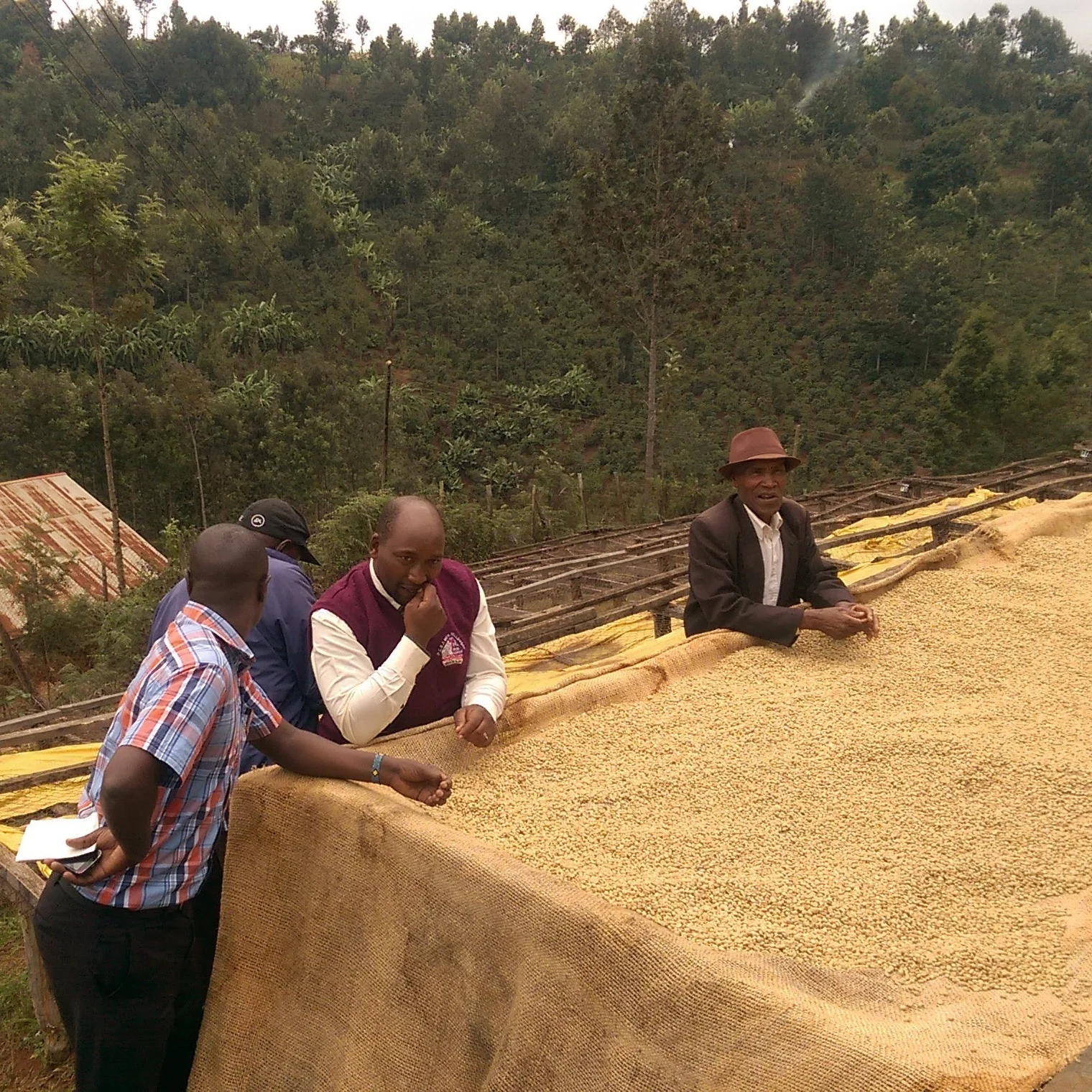 KENYA MBEGU NDOGO - Image 5